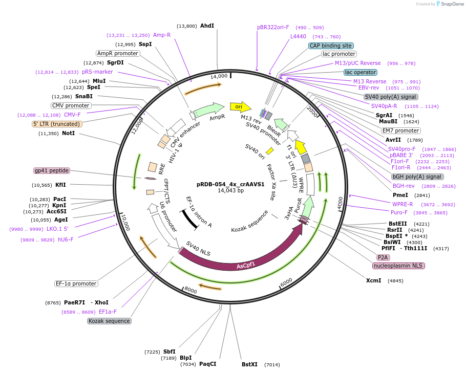 261344-plasmid-map-sequence-id-521022