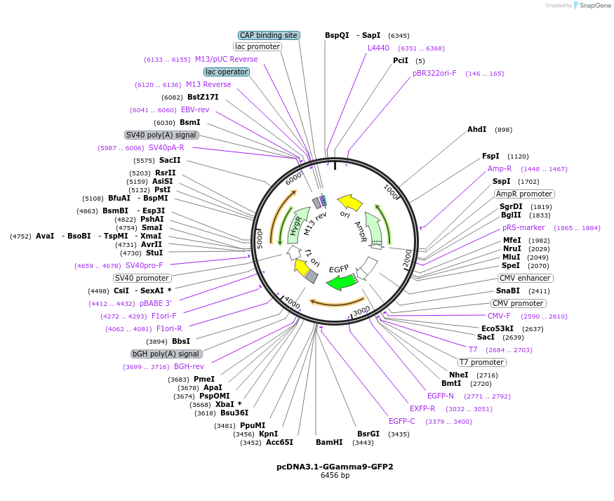 140991-plasmid-map-sequence-id-521071