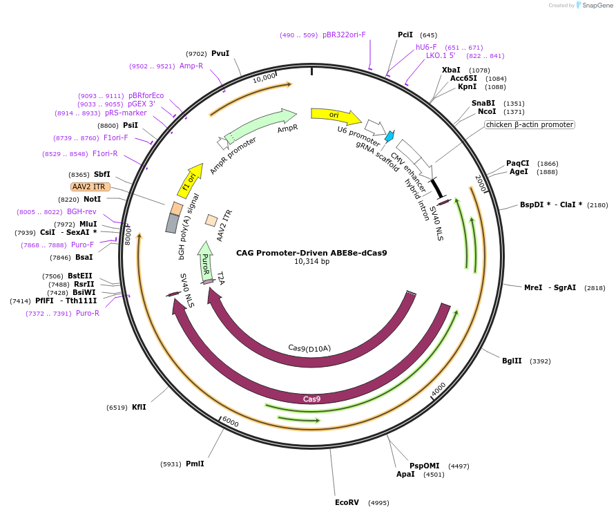 259161-plasmid-map-sequence-id-521102