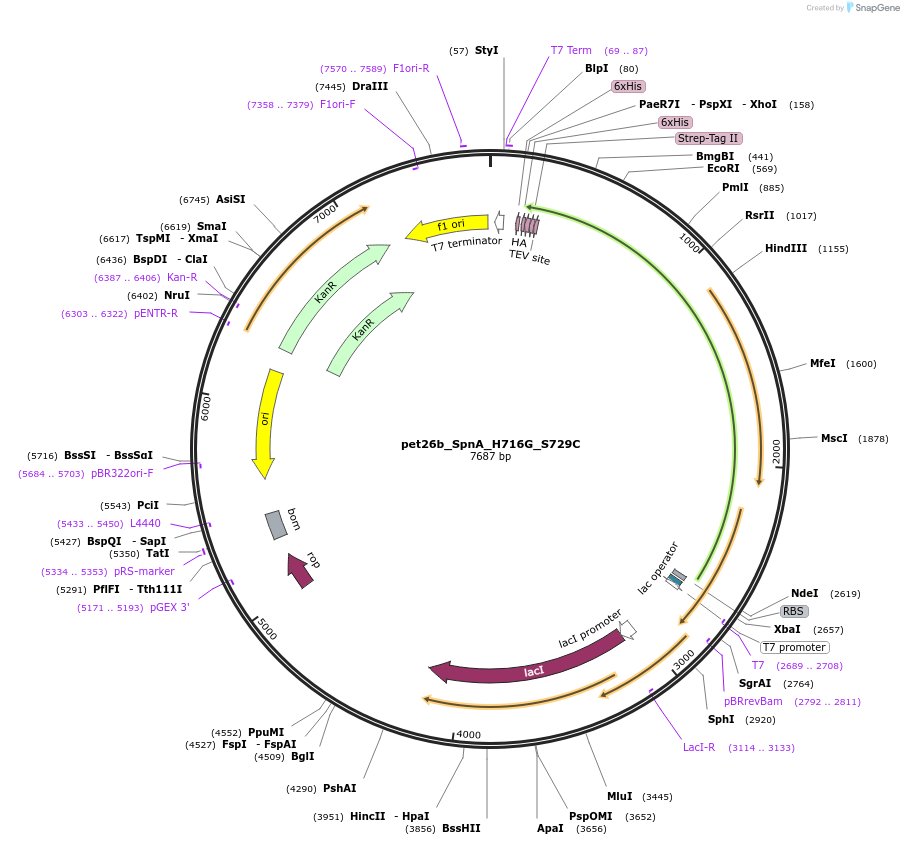 260160-plasmid-map-sequence-id-521106