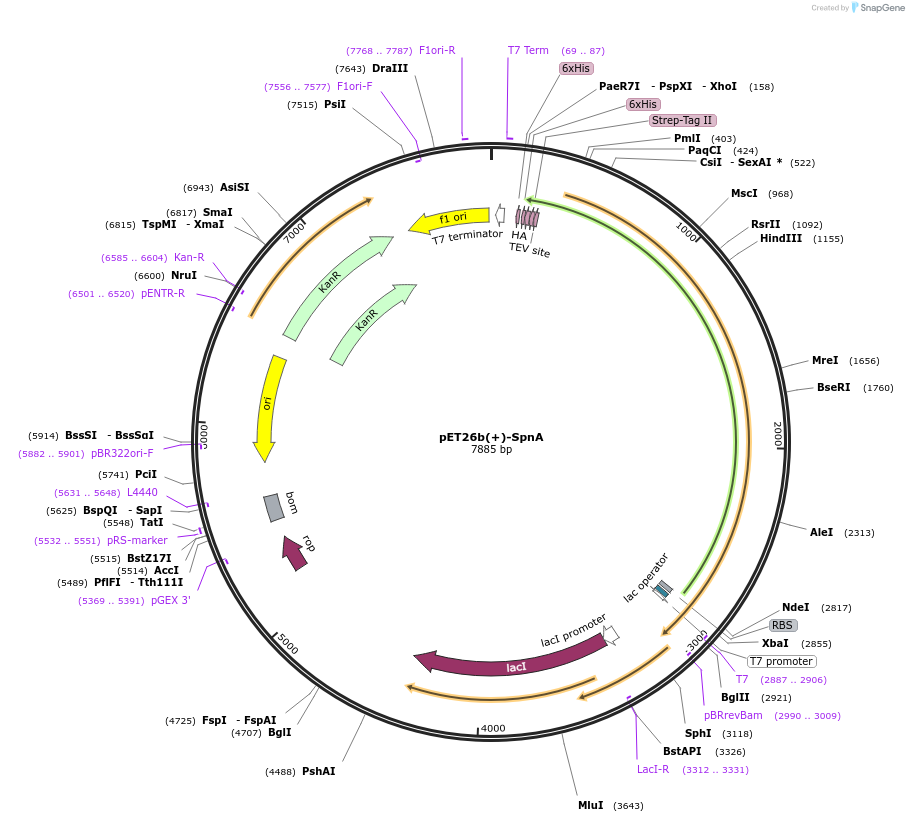 260161-plasmid-map-sequence-id-521107
