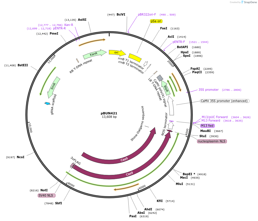 62204-plasmid-map-sequence-id-521112