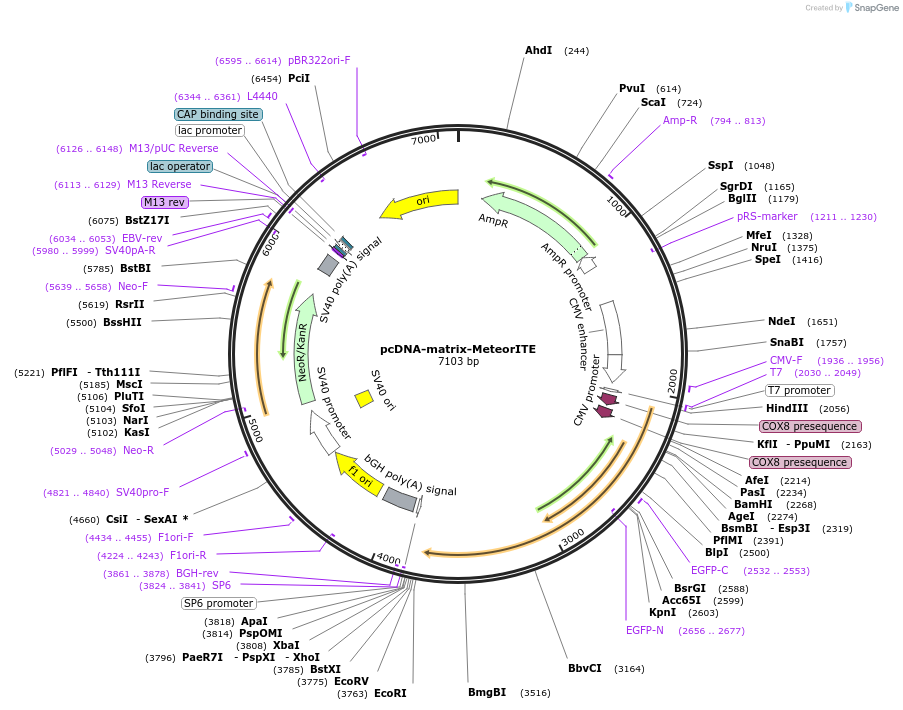260435-plasmid-map-sequence-id-521116