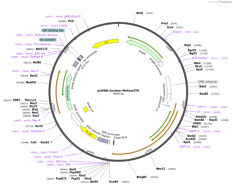 260436-plasmid-map-sequence-id-521117