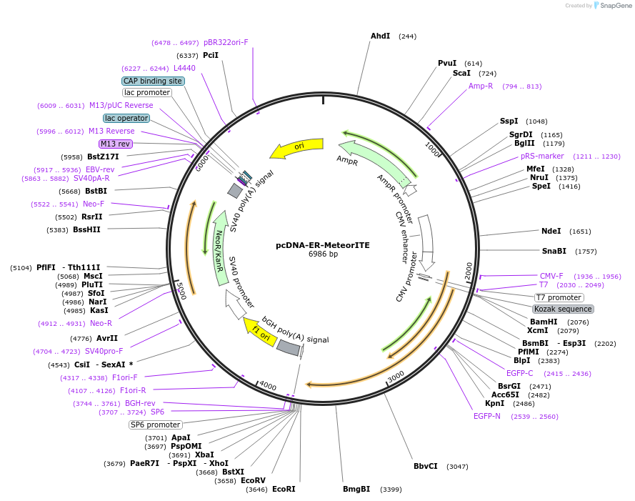 260434-plasmid-map-sequence-id-521120