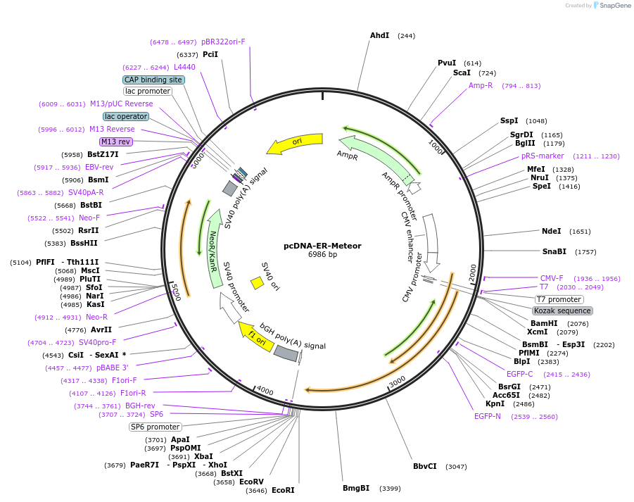260429-plasmid-map-sequence-id-521123