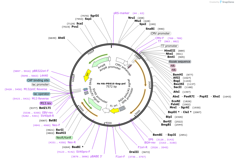 260092-plasmid-map-sequence-id-521128