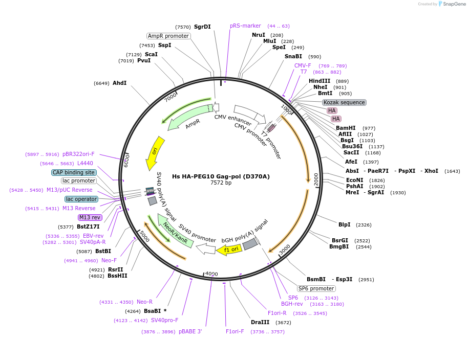 260093-plasmid-map-sequence-id-521129
