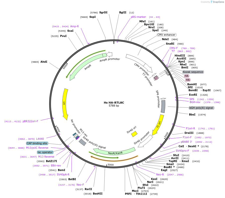 260094-plasmid-map-sequence-id-521130