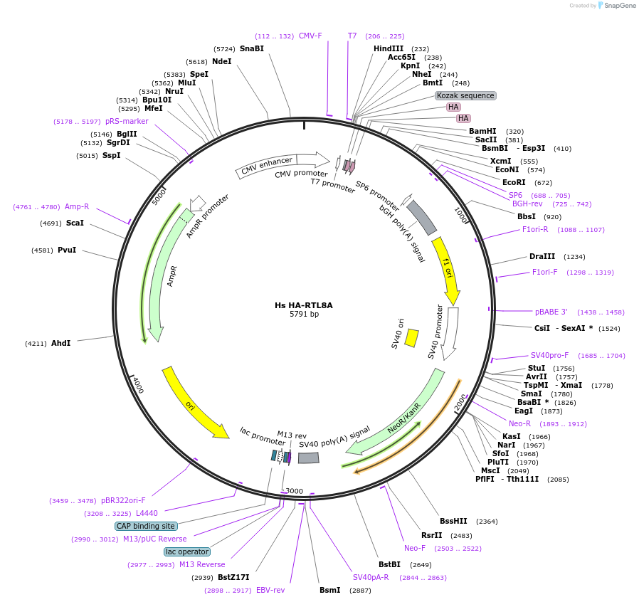 260097-plasmid-map-sequence-id-521132