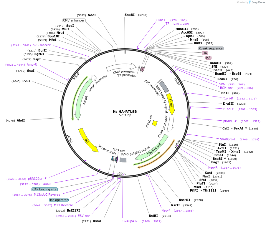 260098-plasmid-map-sequence-id-521133