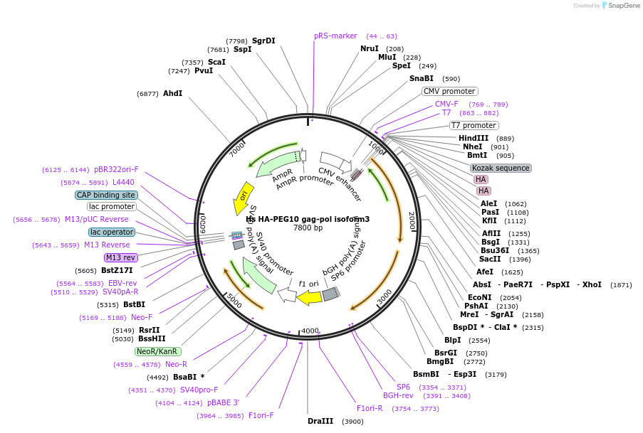 260099-plasmid-map-sequence-id-521134