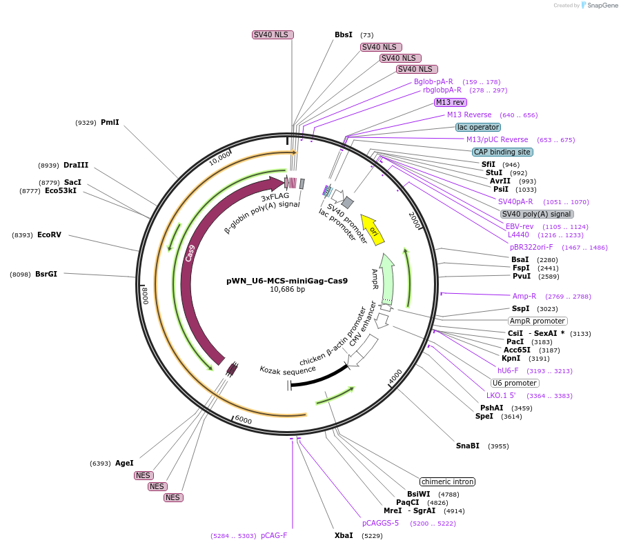 261577-plasmid-map-sequence-id-521170