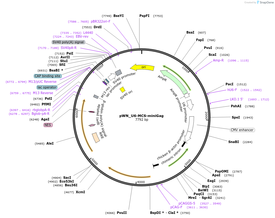 261578-plasmid-map-sequence-id-521171