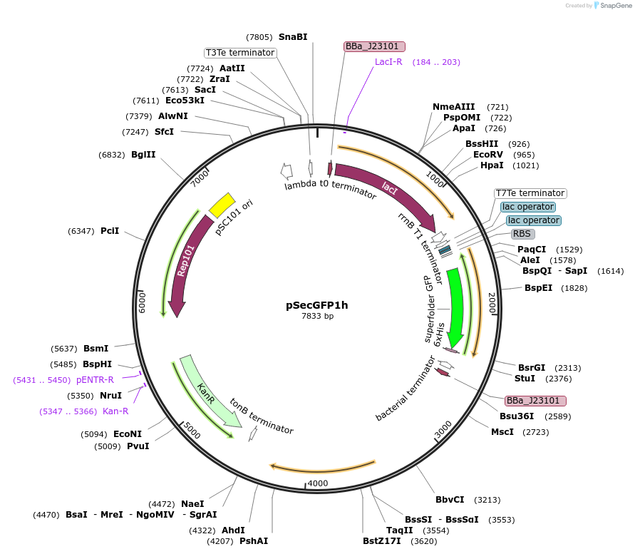 259741-plasmid-map-sequence-id-521176