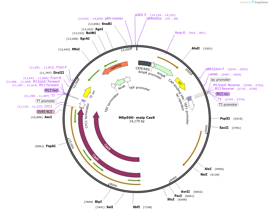 227704-plasmid-map-sequence-id-521178