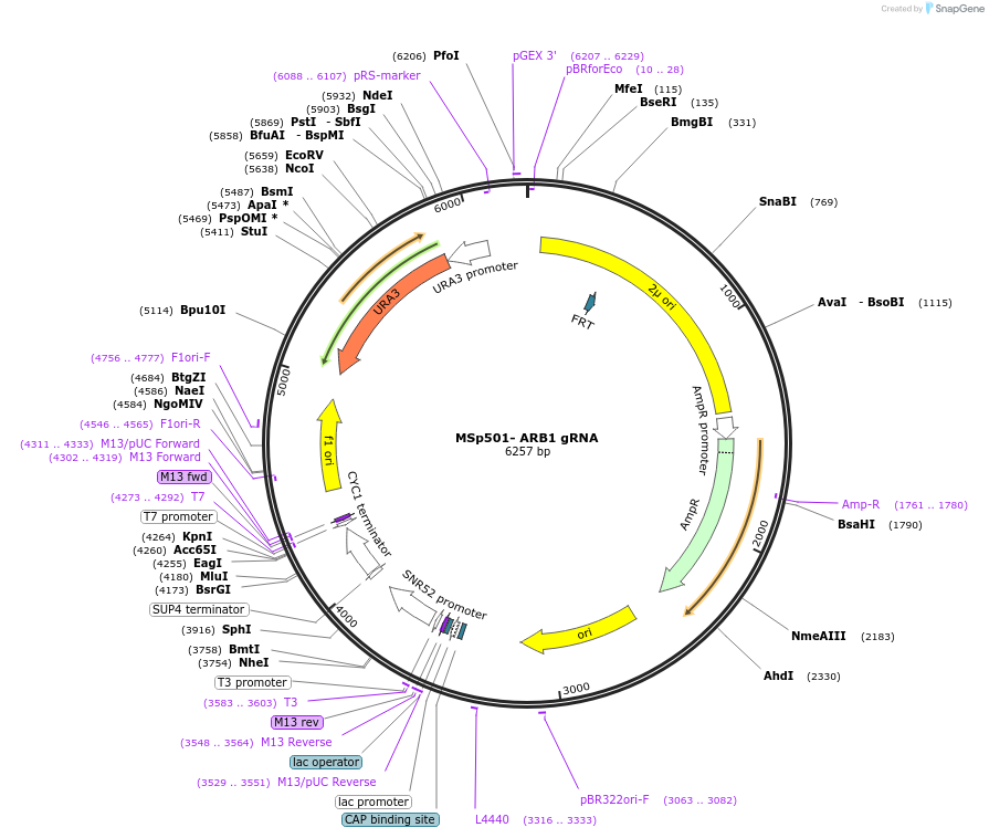 227705-plasmid-map-sequence-id-521179