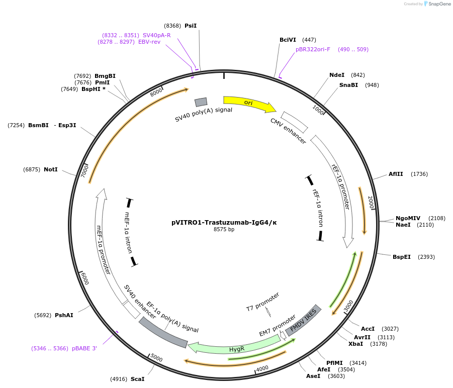 61887-plasmid-map-sequence-id-521184