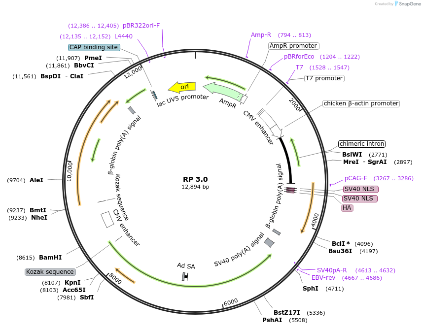 260791-plasmid-map-sequence-id-521187