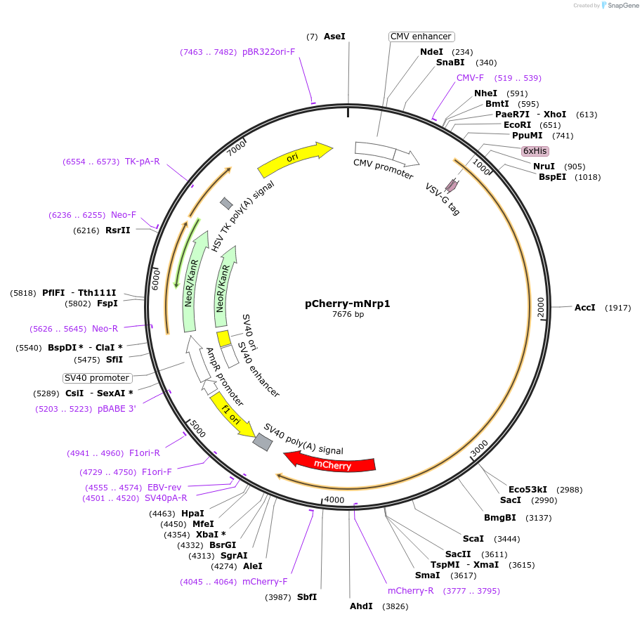 21934-plasmid-map-sequence-id-521193