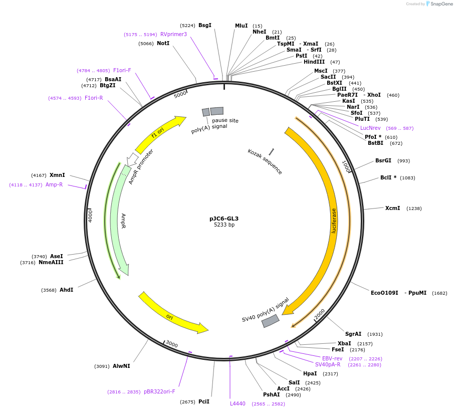 11979-plasmid-map-sequence-id-521194