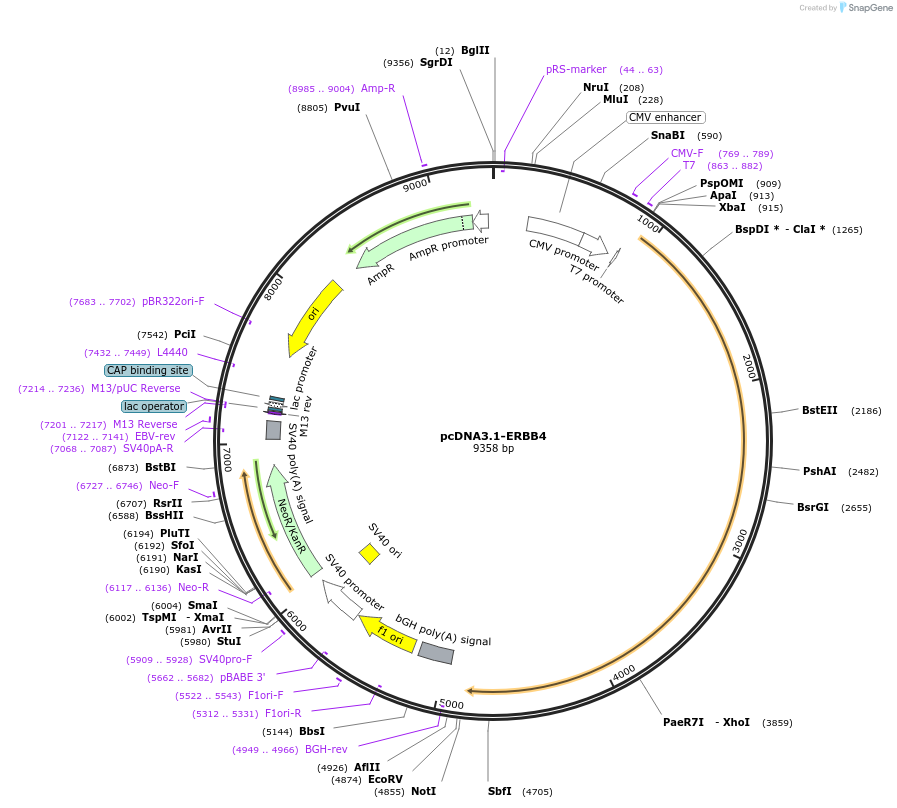 29527-plasmid-map-sequence-id-521203
