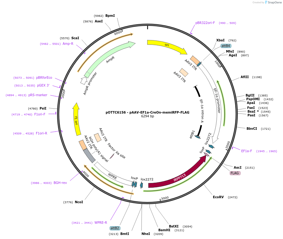 262040-plasmid-map-sequence-id-521290