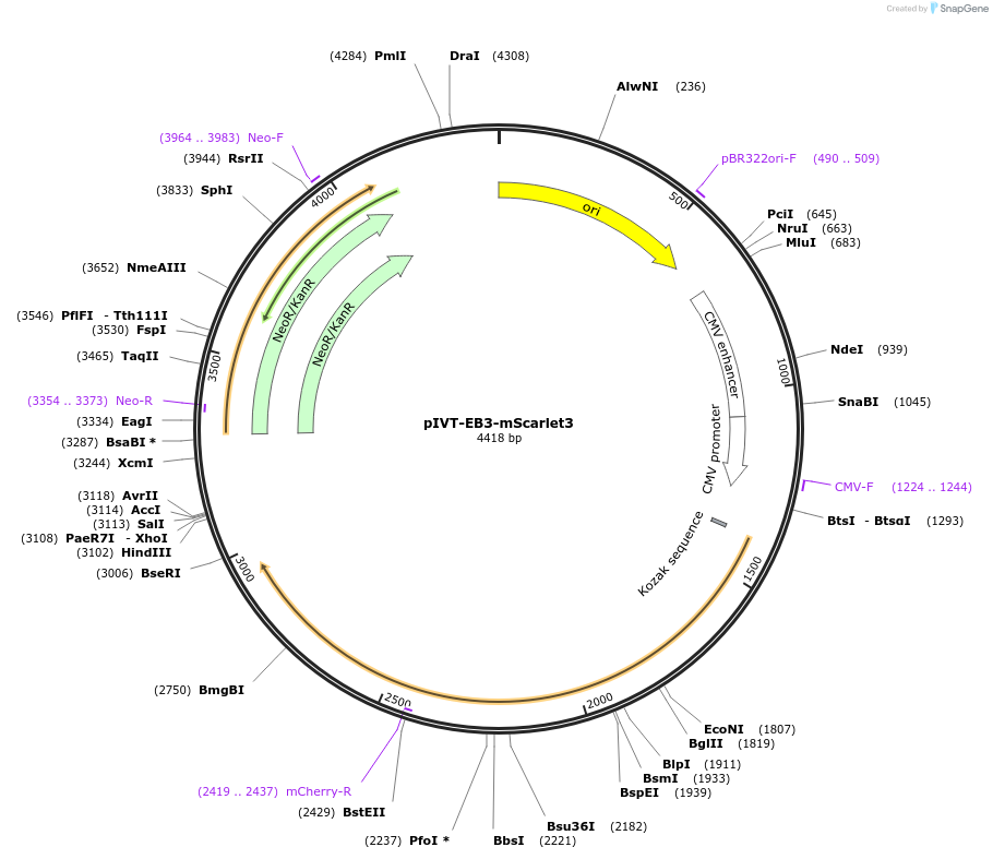 256180-plasmid-map-sequence-id-521300