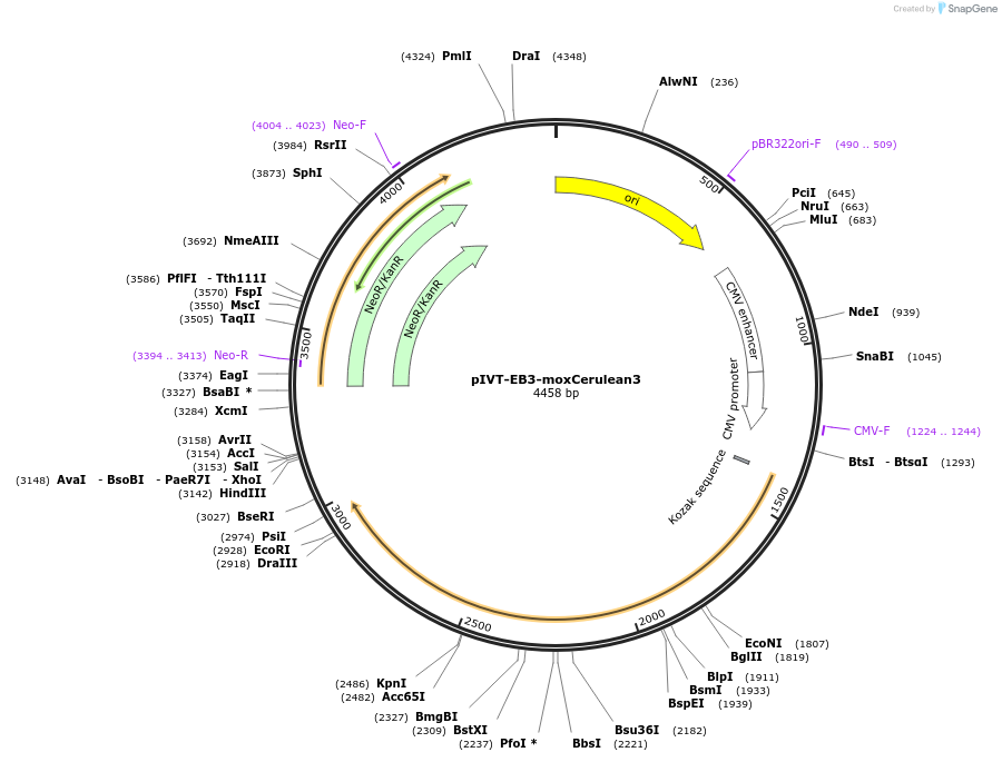 256183-plasmid-map-sequence-id-521301