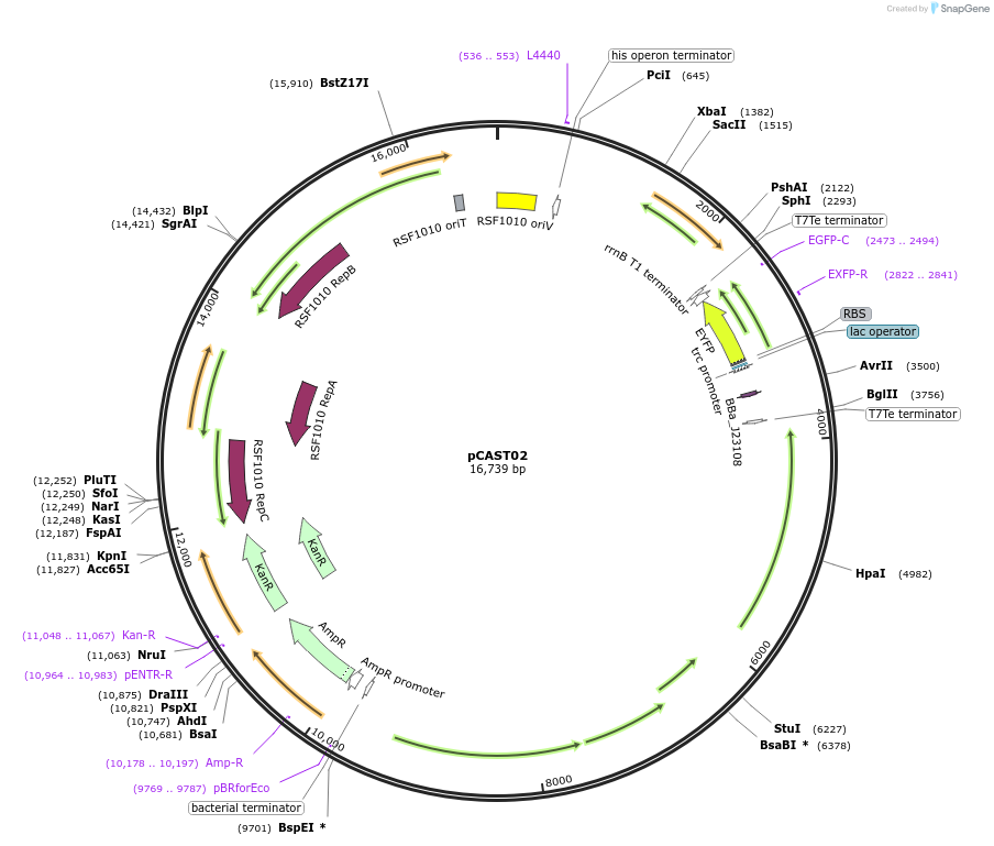 254945-plasmid-map-sequence-id-521377