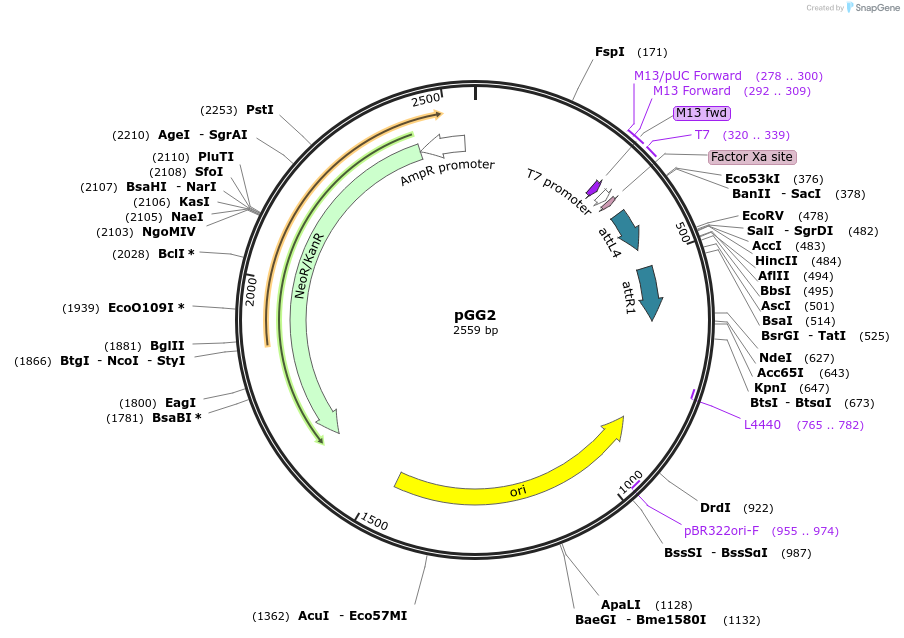 261517-plasmid-map-sequence-id-521379