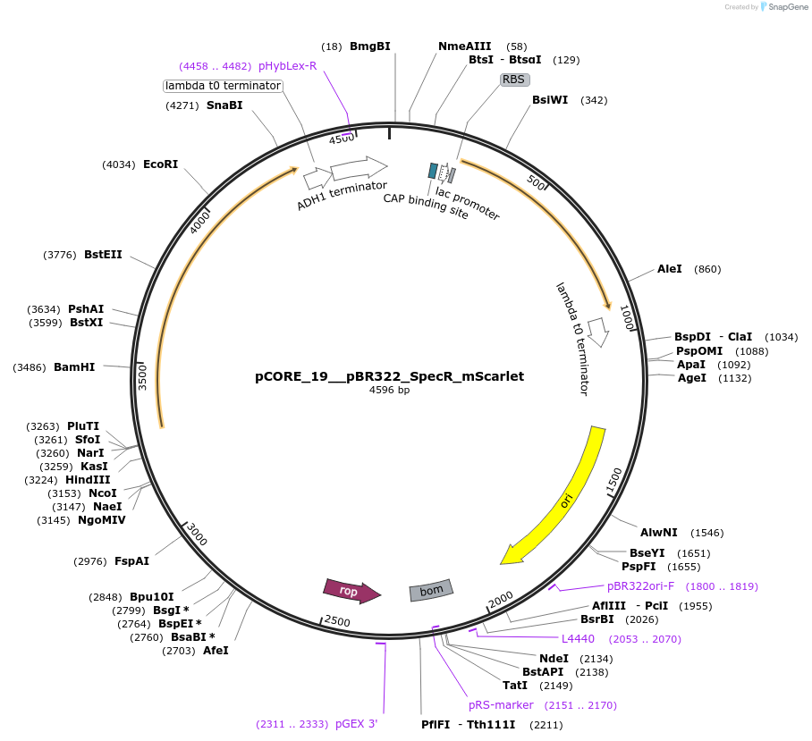 261322-plasmid-map-sequence-id-521381