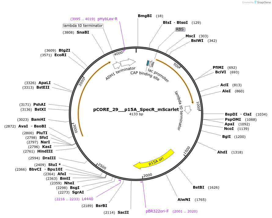 261324-plasmid-map-sequence-id-521383