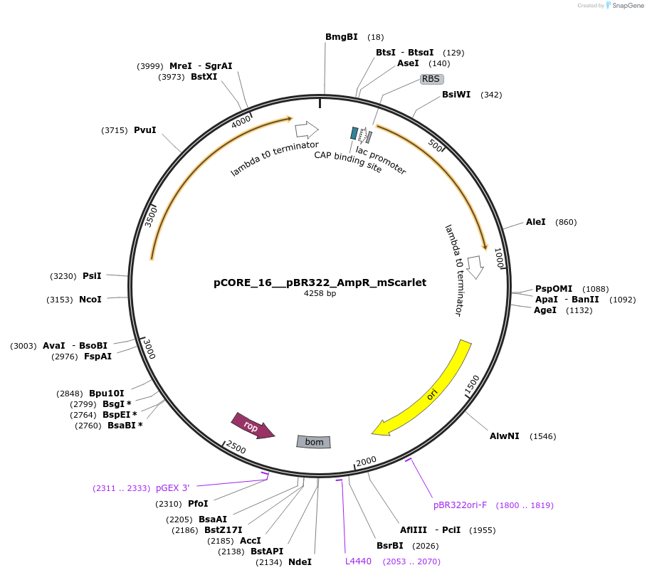 261319-plasmid-map-sequence-id-521386