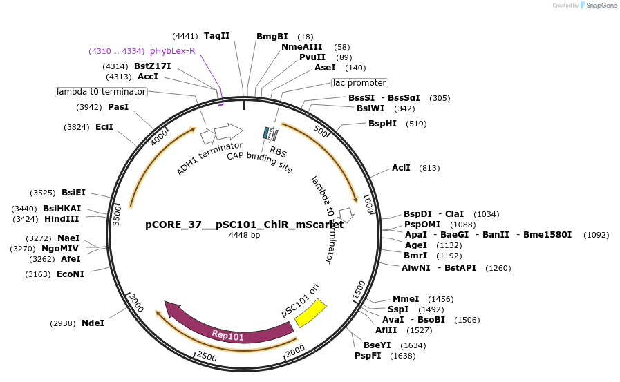 261326-plasmid-map-sequence-id-521388