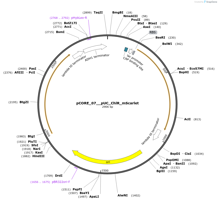 261317-plasmid-map-sequence-id-521390