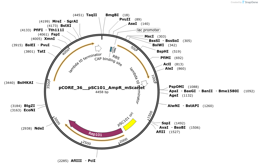 261325-plasmid-map-sequence-id-521393