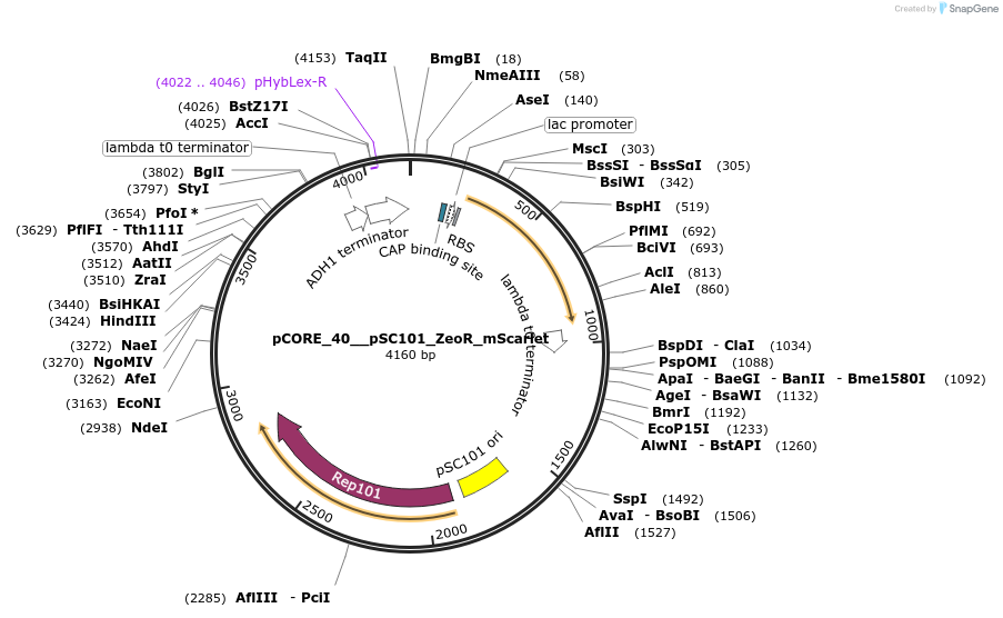 261329-plasmid-map-sequence-id-521396