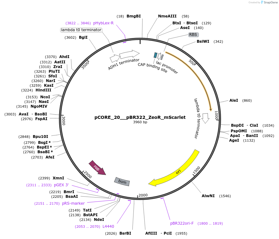 261323-plasmid-map-sequence-id-521397