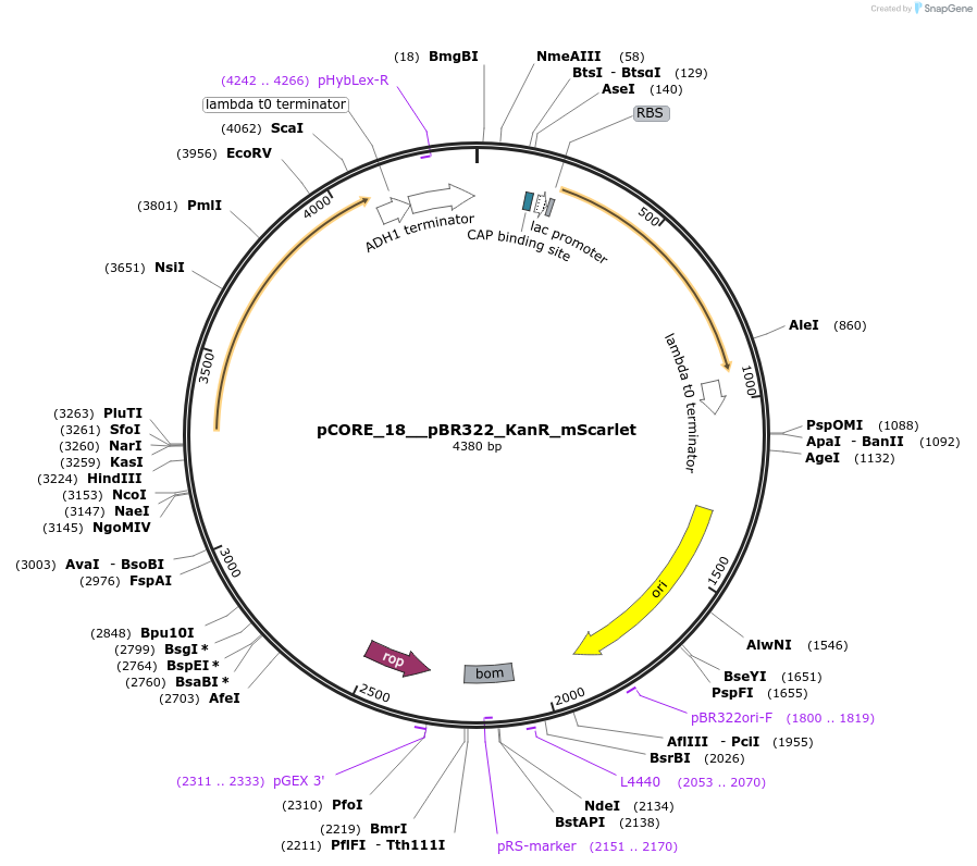 261321-plasmid-map-sequence-id-521399