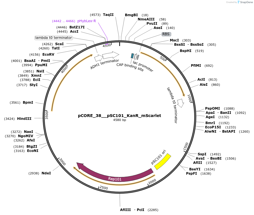 261327-plasmid-map-sequence-id-521402