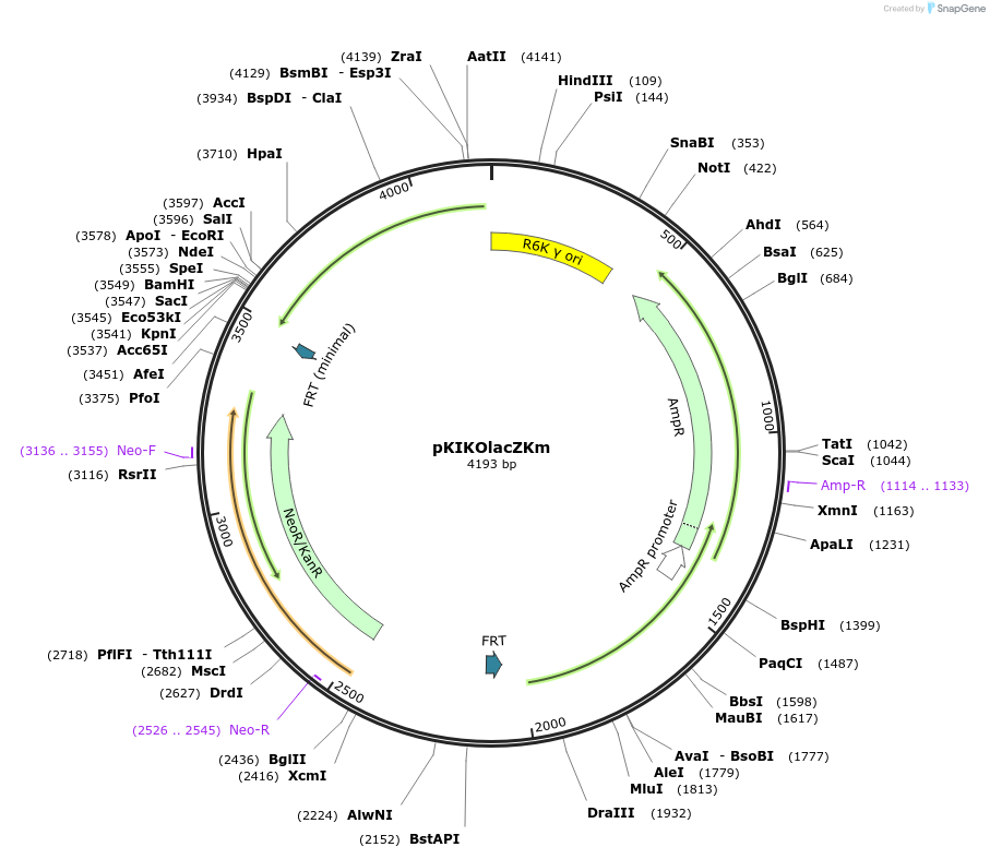 46767-plasmid-map-sequence-id-521415