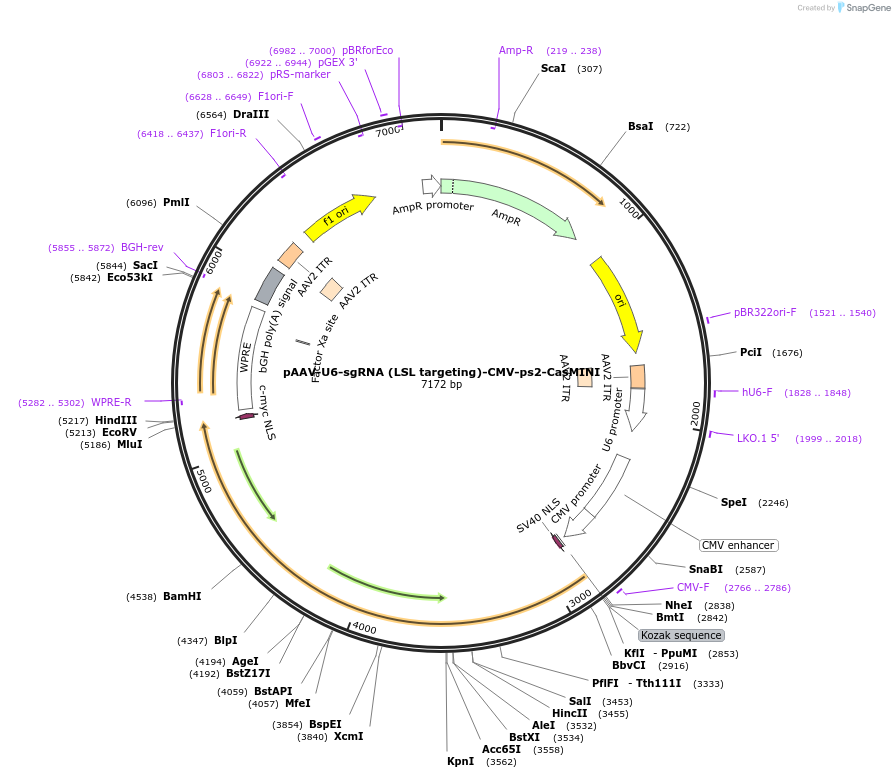 261716-plasmid-map-sequence-id-521416