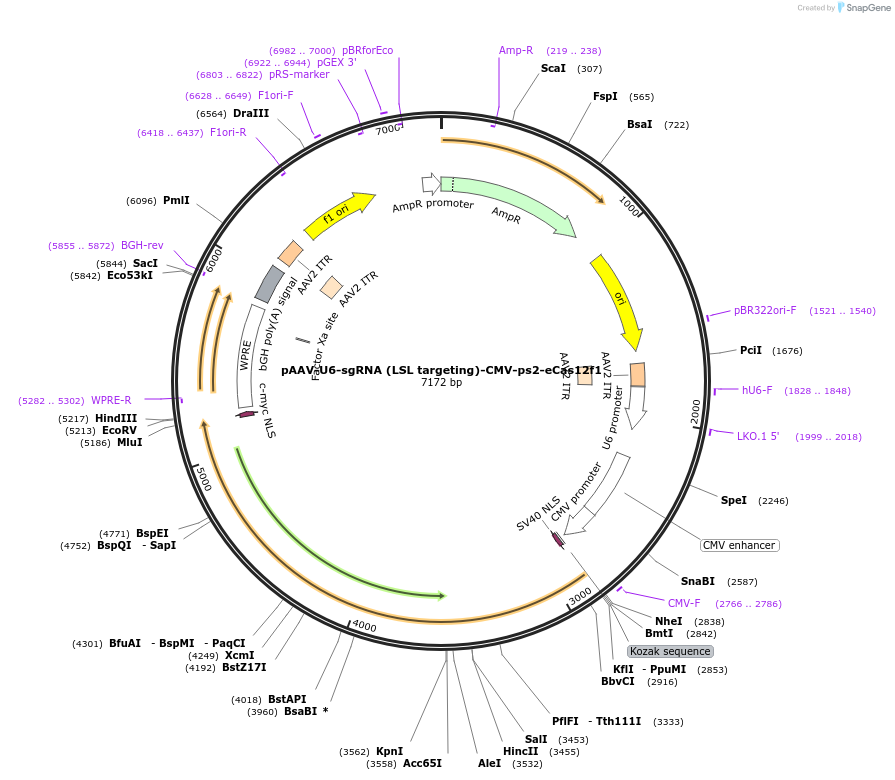261717-plasmid-map-sequence-id-521417