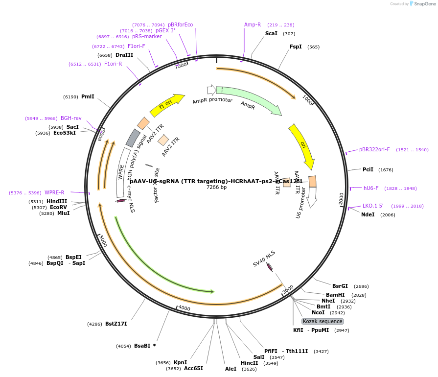 261720-plasmid-map-sequence-id-521420