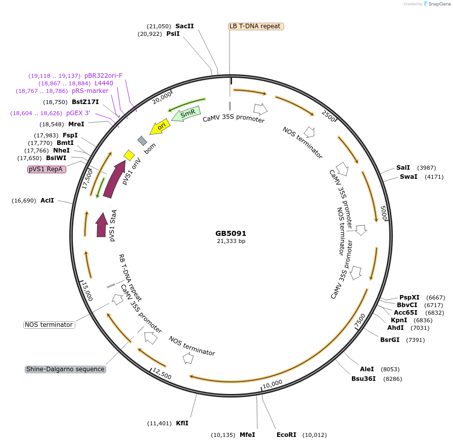 256567-plasmid-map-sequence-id-521426