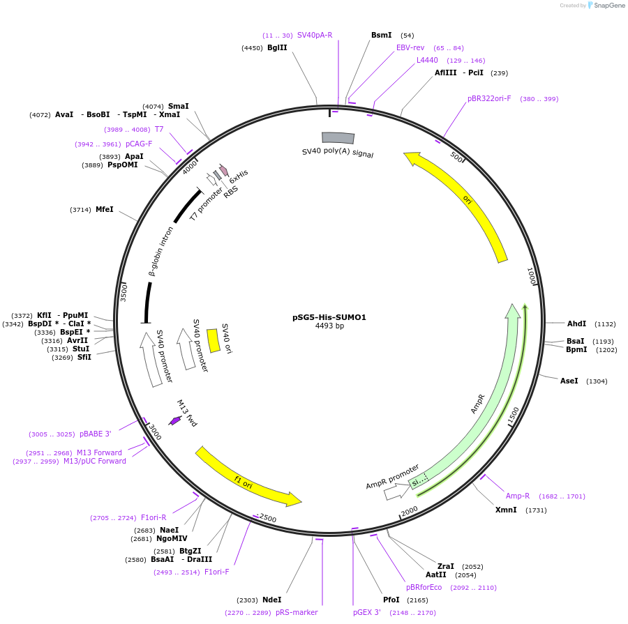 17271-plasmid-map-sequence-id-521430