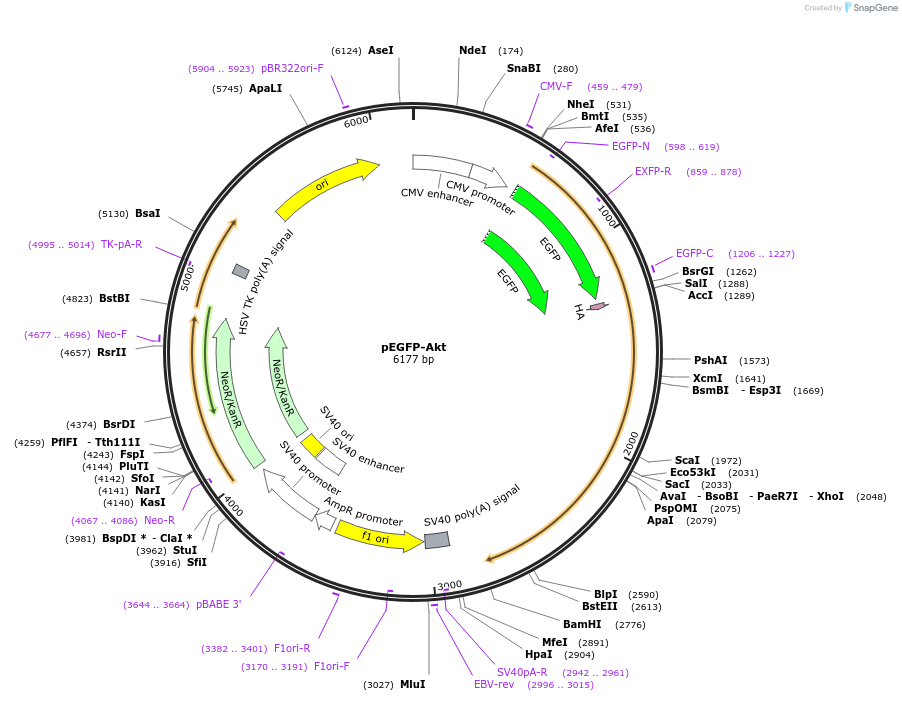 39531-plasmid-map-sequence-id-521435
