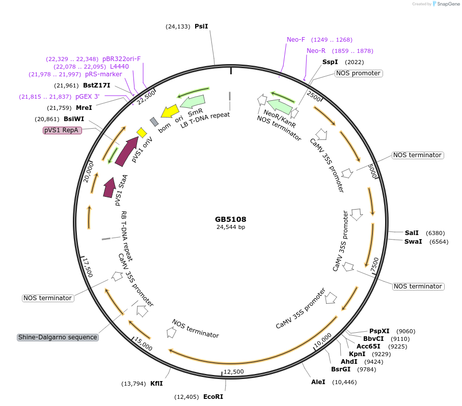 256587-plasmid-map-sequence-id-521456