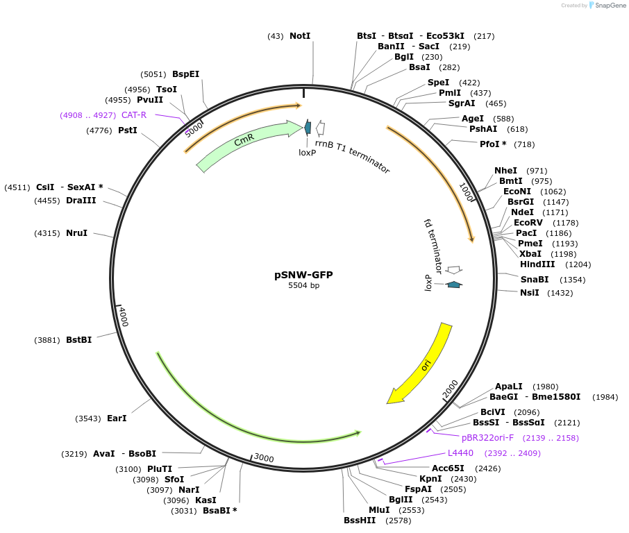 256401-plasmid-map-sequence-id-521458